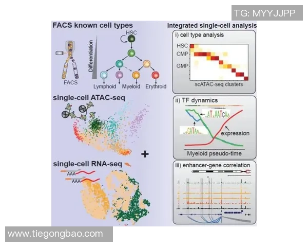 广州篮球队技术分析与战术创新的深度探讨与展望